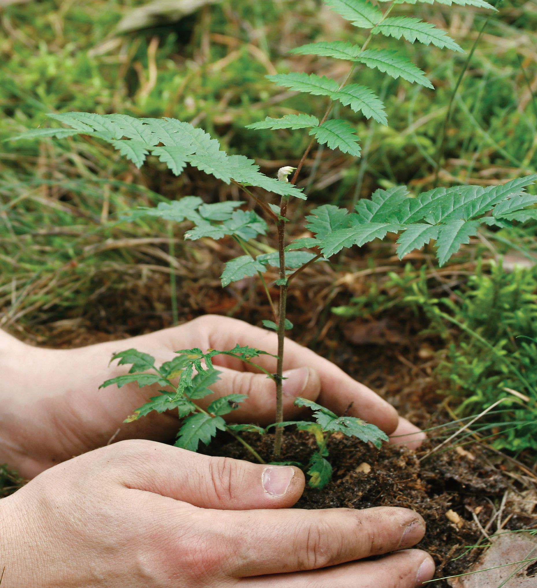 Hands planting a tree